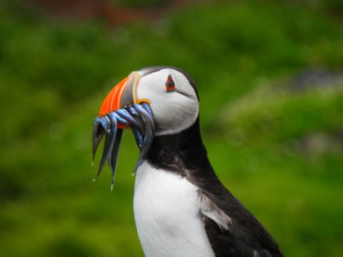 Puffin Tour